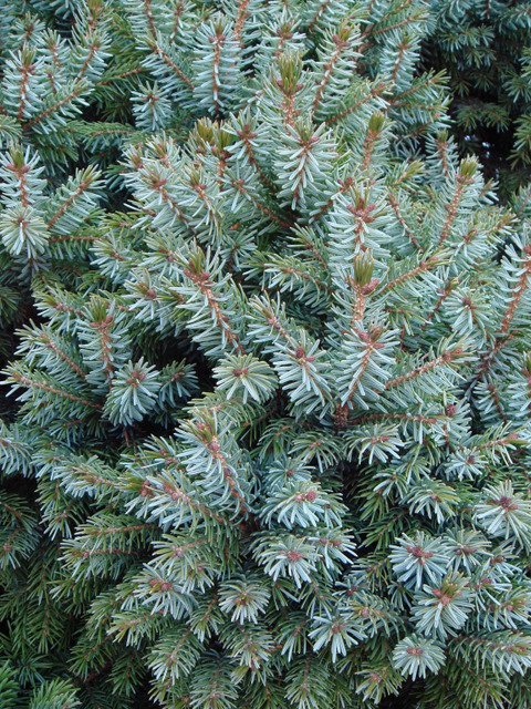 Picea omorika 'Nana' rameau